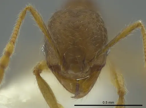 Pheidole cerina specimen INB0003604676 image inb0003604676_2