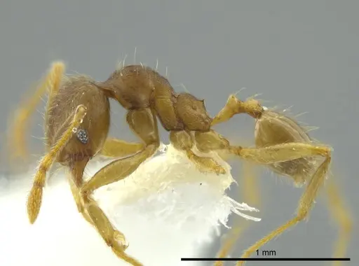 Pheidole cerina specimen INB0003604676 image inb0003604676_3