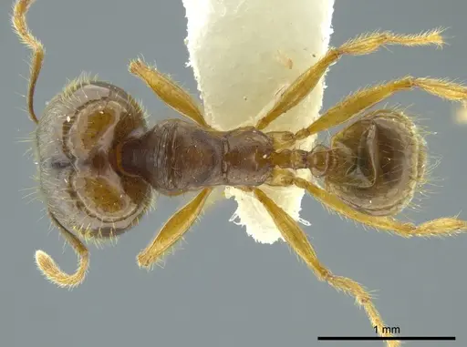 Pheidole cerina specimen INB0003604679 image inb0003604679_1