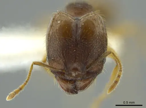 Pheidole cerina specimen INB0003604679 image inb0003604679_2