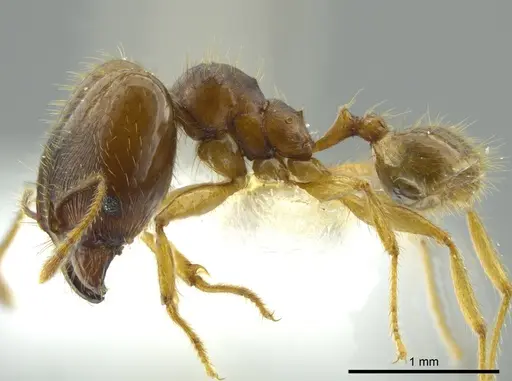 Pheidole cerina specimen INB0003604679 image inb0003604679_3