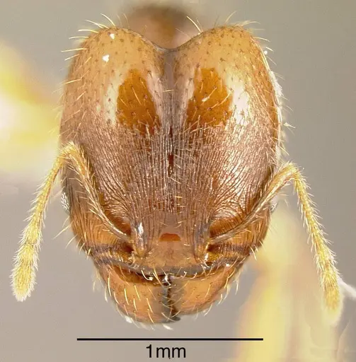 Pheidole cerina specimen INBIOCRI001282989 image inbiocri001282989_1