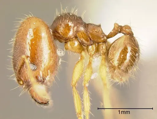 Pheidole cerina specimen INBIOCRI001282989 image inbiocri001282989_2