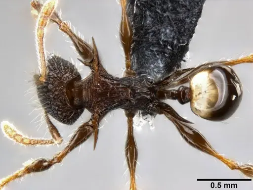 Pheidole cervicornis specimen CASENT0199287 image casent0199287_1