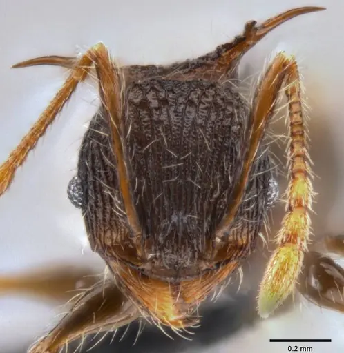 Pheidole cervicornis specimen CASENT0199287 image casent0199287_2