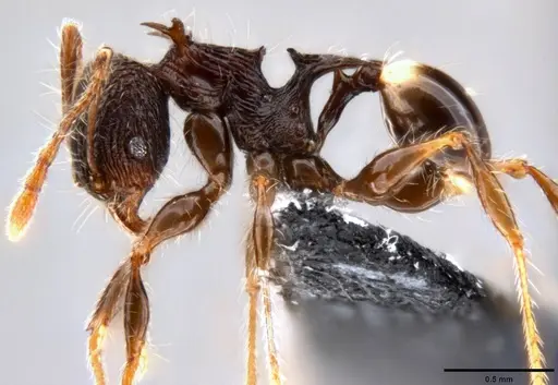 Pheidole cervicornis specimen CASENT0199287 image casent0199287_3