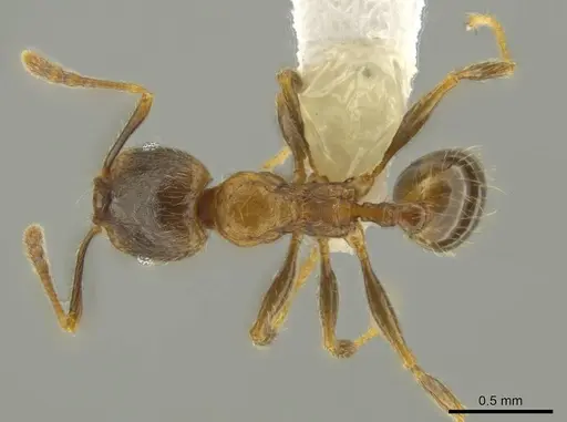 Pheidole chalca specimen CASENT0631888 image casent0631888_1