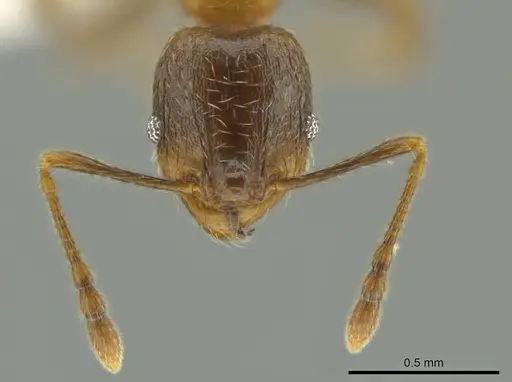 Pheidole chalca specimen CASENT0631888 image casent0631888_2