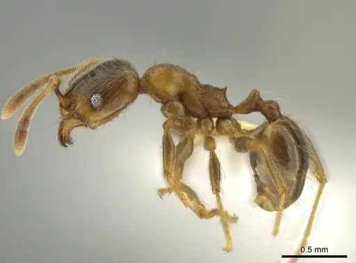 Pheidole chalca specimen CASENT0631888 image casent0631888_3
