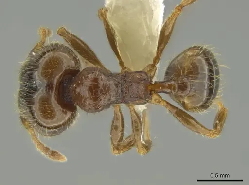 Pheidole chalca specimen CASENT0631889 image casent0631889_1