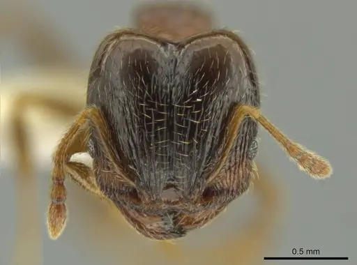 Pheidole chalca specimen CASENT0631889 image casent0631889_2