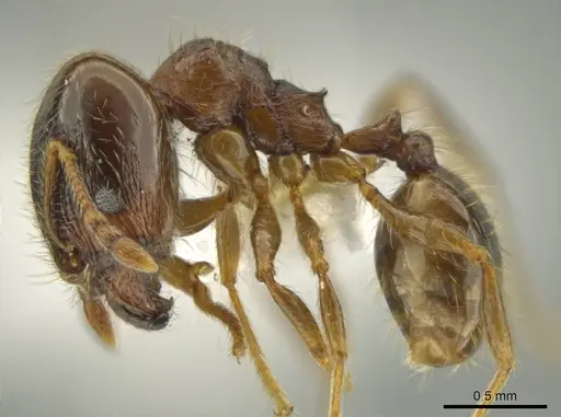 Pheidole chalca specimen CASENT0631889 image casent0631889_3