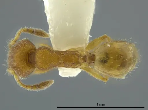 Pheidole charazana specimen CASENT0624253 image casent0624253_1
