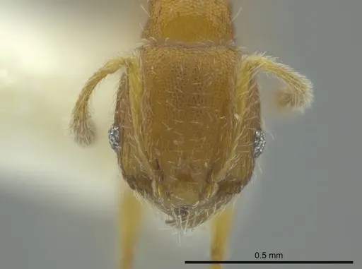 Pheidole charazana specimen CASENT0624253 image casent0624253_2