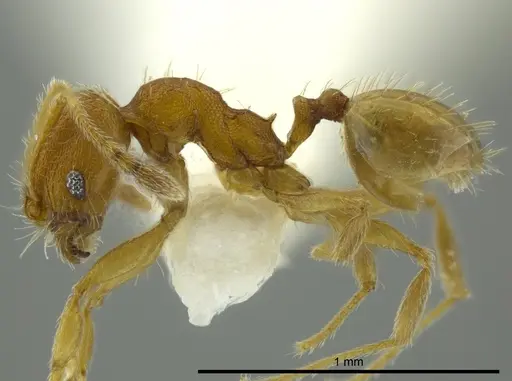 Pheidole charazana specimen CASENT0624253 image casent0624253_3