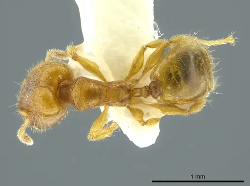 Pheidole charazana specimen JTLC000016344 image jtlc000016344_1