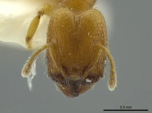Pheidole charazana specimen JTLC000016344 image jtlc000016344_2