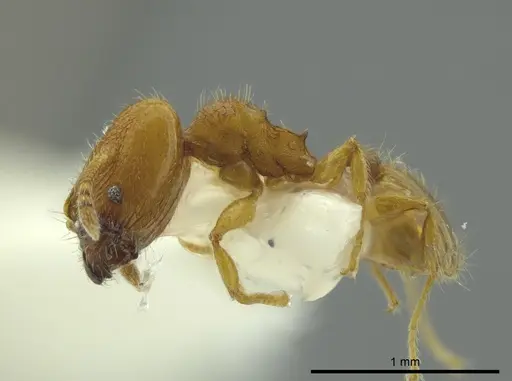Pheidole charazana specimen JTLC000016344 image jtlc000016344_3