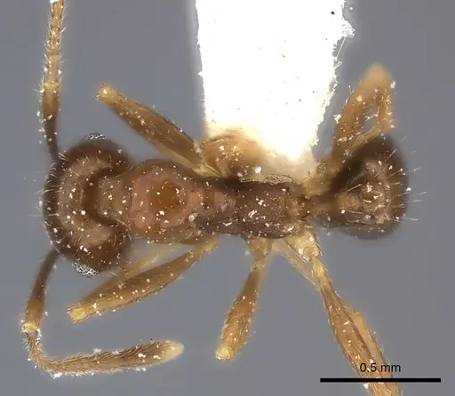 Pheidole chilensis specimen CASENT0217902 image casent0217902_1