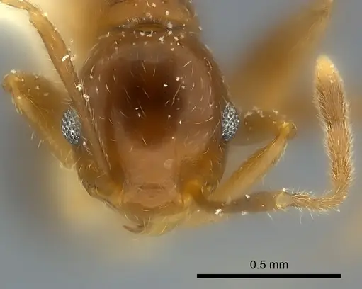Pheidole chilensis specimen CASENT0217902 image casent0217902_2