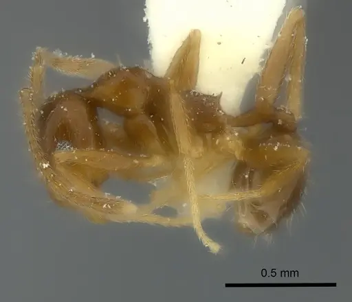 Pheidole chilensis specimen CASENT0217902 image casent0217902_3