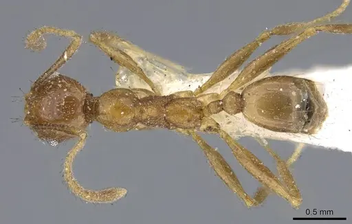 Pheidole chilensis specimen CASENT0919774 image casent0919774_1