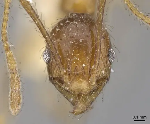 Pheidole chilensis specimen CASENT0919774 image casent0919774_2
