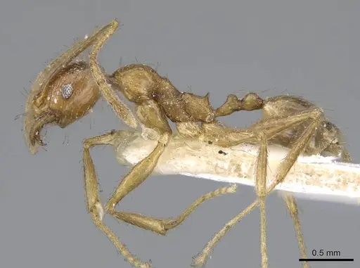 Pheidole chilensis specimen CASENT0919774 image casent0919774_3