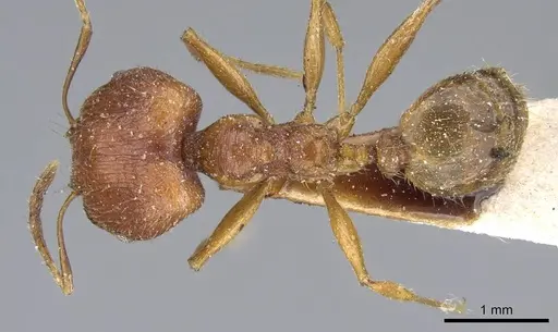 Pheidole chilensis specimen CASENT0919775 image casent0919775_1
