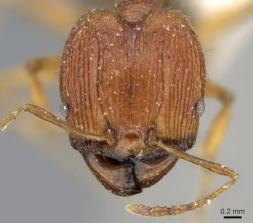 Pheidole chilensis specimen CASENT0919775 image casent0919775_2