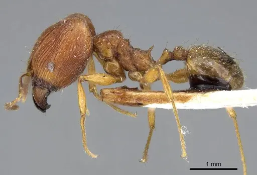 Pheidole chilensis specimen CASENT0919775 image casent0919775_3