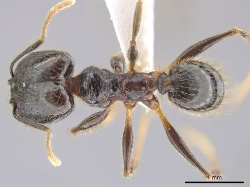 Pheidole chocoensis specimen CASENT0619326 image casent0619326_1