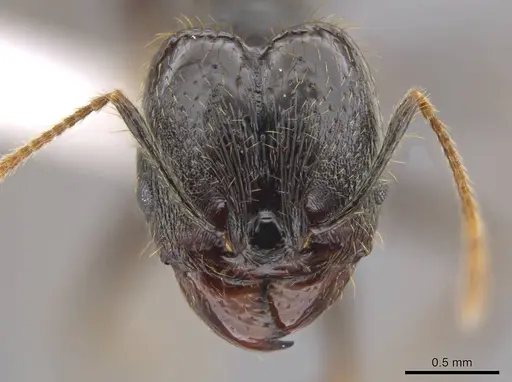 Pheidole chocoensis specimen CASENT0619326 image casent0619326_2