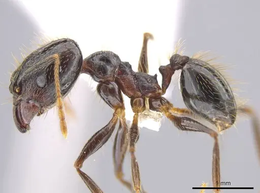 Pheidole chocoensis specimen CASENT0619326 image casent0619326_3