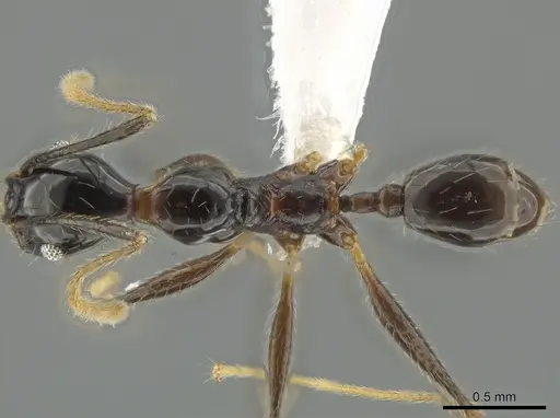 Pheidole chocoensis specimen CASENT0619600 image casent0619600_1