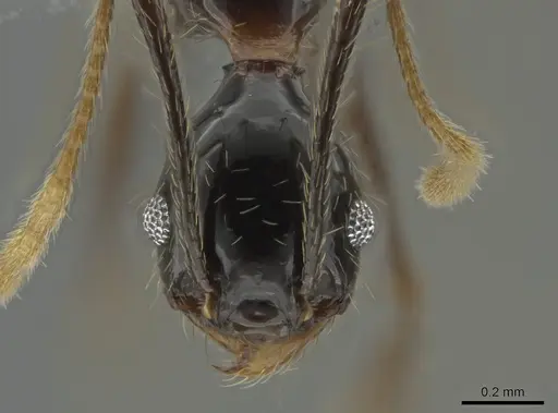 Pheidole chocoensis specimen CASENT0619600 image casent0619600_2