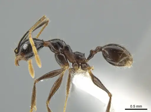 Pheidole chocoensis specimen CASENT0619600 image casent0619600_3