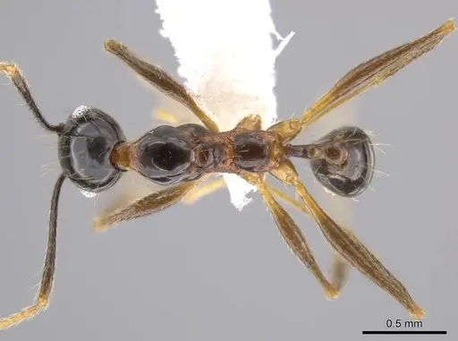Pheidole chocoensis specimen CASENT0624003 image casent0624003_1