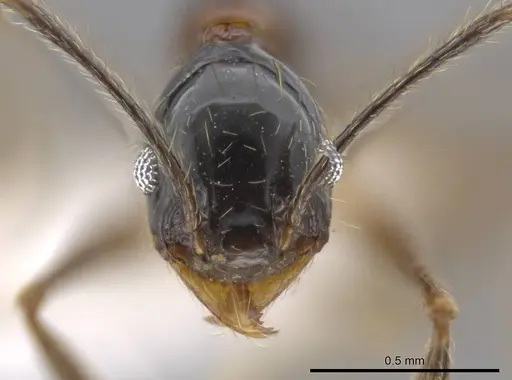 Pheidole chocoensis specimen CASENT0624003 image casent0624003_2