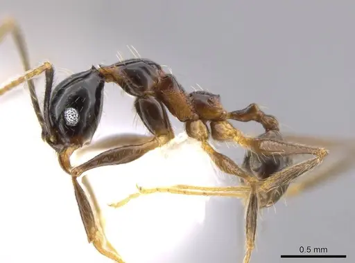 Pheidole chocoensis specimen CASENT0624003 image casent0624003_3
