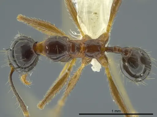 Pheidole chocoensis specimen CASENT0624254 image casent0624254_1