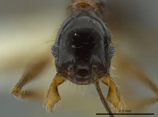 Pheidole chocoensis specimen CASENT0624254 image casent0624254_2