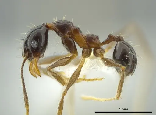 Pheidole chocoensis specimen CASENT0624254 image casent0624254_3