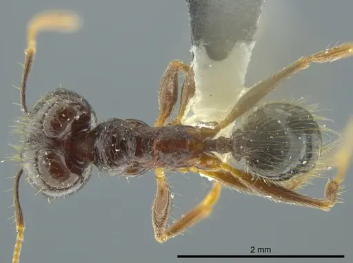 Pheidole chocoensis specimen INBIOCRI001242644 image inbiocri001242644_1