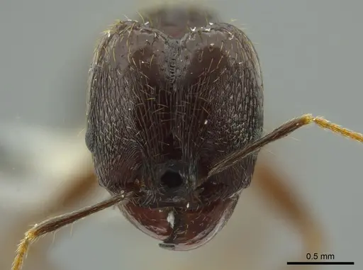 Pheidole chocoensis specimen INBIOCRI001242644 image inbiocri001242644_2