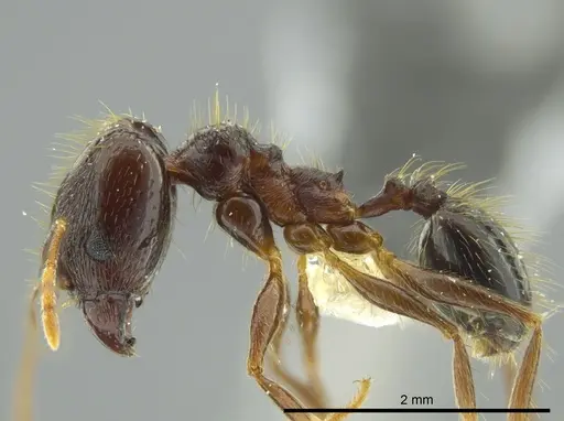 Pheidole chocoensis specimen INBIOCRI001242644 image inbiocri001242644_3