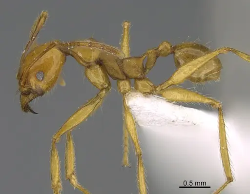 Pheidole christinae specimen CASENT0218338 image casent0218338_1