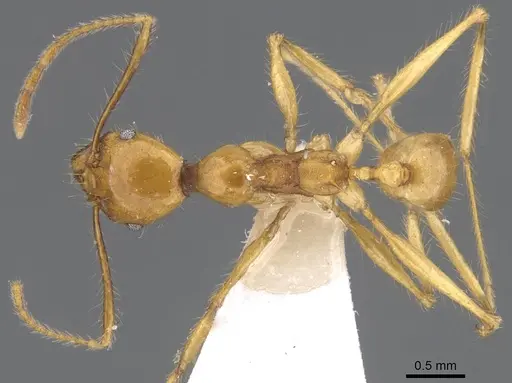 Pheidole christinae specimen CASENT0227940 image casent0227940_1