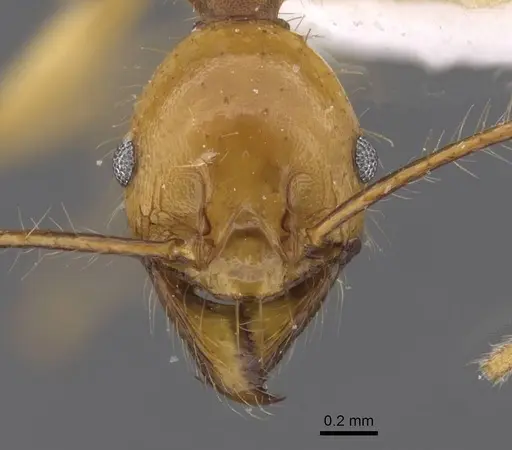 Pheidole christinae specimen CASENT0227940 image casent0227940_2