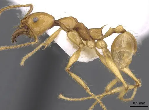 Pheidole christinae specimen CASENT0227940 image casent0227940_3